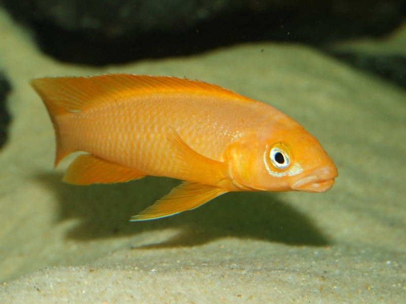 Neolamprologus leleupi
